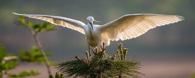 ​白鹭种类介绍 白鹭种类和图片大全