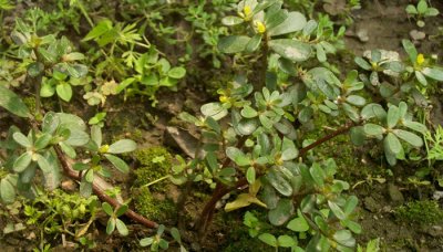 ​马齿苋是酸性还是碱性食物