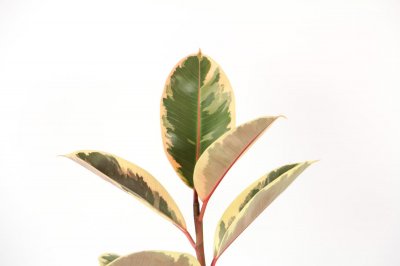 ​橡皮树怎么浇水