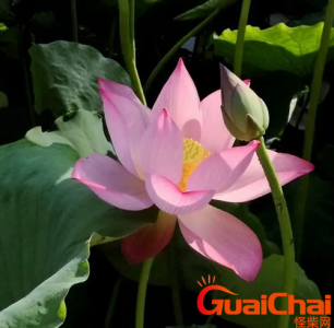 ​菡萏的拼音是什么？菡萏如何读菡萏的读音是什么