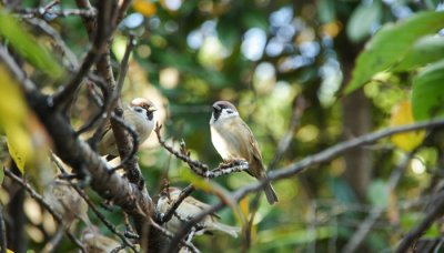 ​麻雀是几级保护动物吗