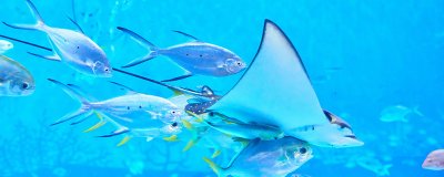 ​有翅却寸步也飞不起的是什么动物