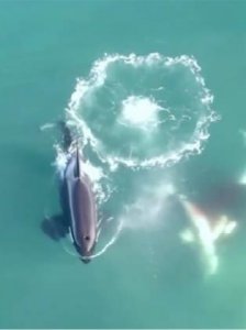 ​1小时“追逐战”！虎鲸捕杀大白鲨细节被首次拍下