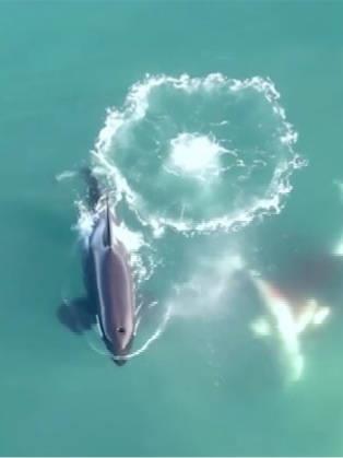 1小时“追逐战”!虎鲸捕杀大白鲨细节被首次拍下