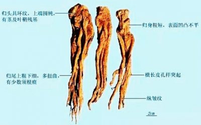 ​中药当归的头止血、身养血、尾活血，如此细分是否有必要