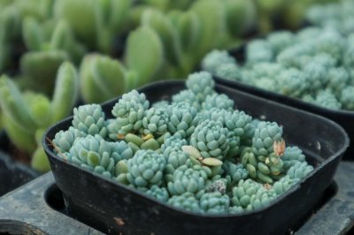 ​姬星美人怎么叶插