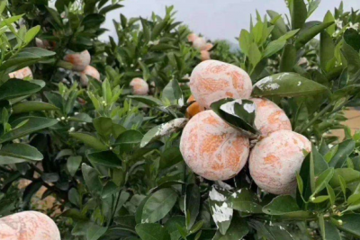 ​茂谷柑为什么要涂石灰 茂谷柑涂石灰怎么清洗