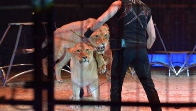 ​一马戏团狮子疑突然撕咬员工