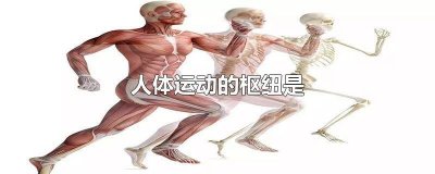 ​人体运动中什么是运动的枢纽器官 人体运动中什么是运动的枢纽部位