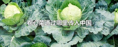 ​卷心菜通过哪里传入中国