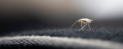 ​蚊子为什么要吸血