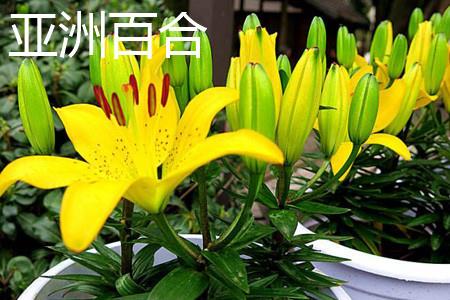 亚洲百合叶片 亚洲百合叶片