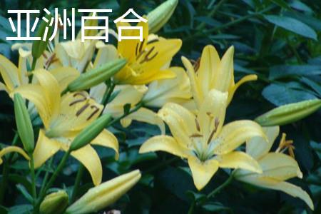 亚洲百合茎部 亚洲百合茎部