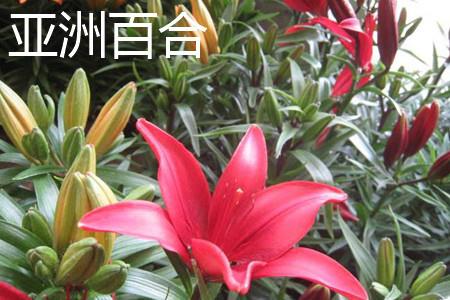 亚洲百合花朵 亚洲百合花朵