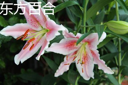 东方百合茎部 东方百合茎部