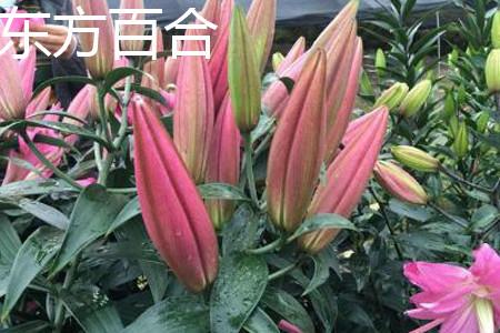 东方百合叶片 东方百合叶片