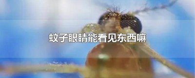 ​蚊子是否有眼睛? 蚊子看得见吗有眼睛吗