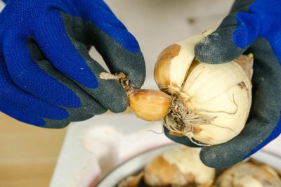 ​水仙花怎么会养好