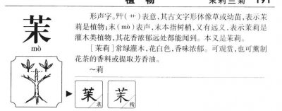 ​茉莉的拼音（茉莉怎么拼）