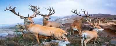 ​保护野生动物的目的和意义是什么