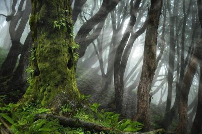 ​日本青木原树海自杀森林灵异事件