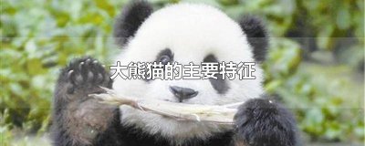 ​大熊猫的特征特点 大熊猫的一些特征