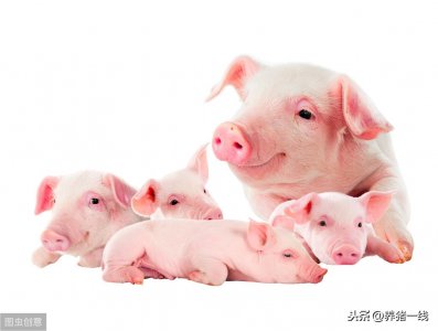 ​后备母猪(详细)免疫程序，什么时间段打什么疫苗，母猪疫苗(上)