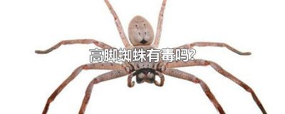 ​高脚白蜘蛛咬人吗 高白蜘蛛有没有毒
