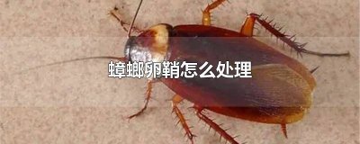 ​刚出卵鞘的蟑螂 一个蟑螂卵鞘能孵化多少蟑螂