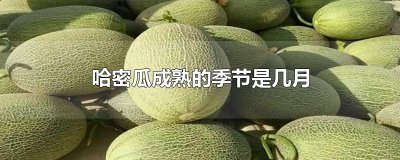 ​哈密瓜成熟的季节是几月