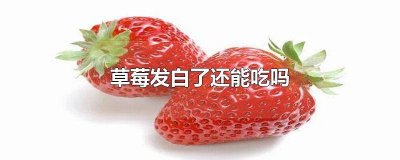 ​草莓放一天发白还能吃吗 草莓发白能不能吃