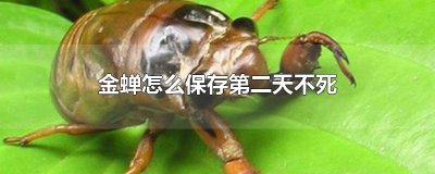 ​金蝉怎么保存第二天不死