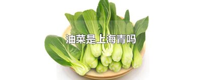 ​油菜是上海青吗