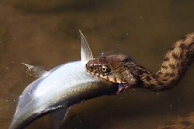 ​钓鱼喂蛇的是什么蛇