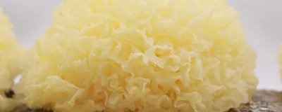 ​泡发银耳能放几天