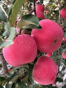 ​中国三大水果之乡！