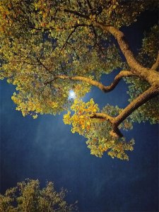 ​《余生请多指教》番外13：林之校，我们生一个女儿吧