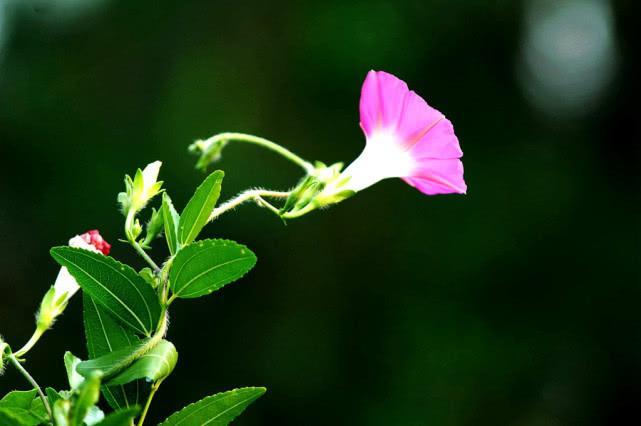 “打碗碗花”真的会“打碗碗”吗？有农民靠它发了财