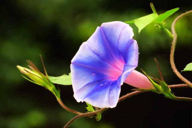 “打碗碗花”真的会“打碗碗”吗？有农民靠它发了财