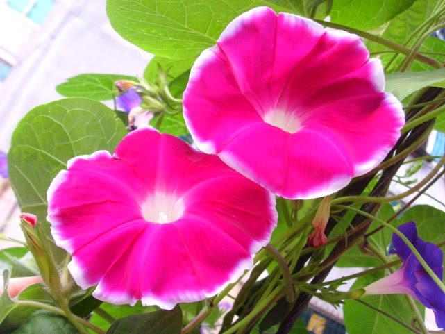 “打碗碗花”真的会“打碗碗”吗？有农民靠它发了财