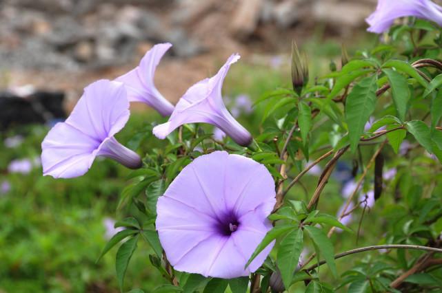 “打碗碗花”真的会“打碗碗”吗？有农民靠它发了财