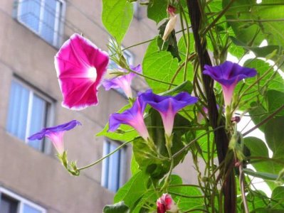 ​“打碗碗花”真的会“打碗碗”吗？有农民靠它发了财