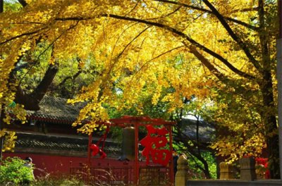 ​植物活化石有哪些品种（植物活化石有哪几种？全世界约200多种，中国特有8大活