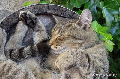 ​猫有什么天敌呢？