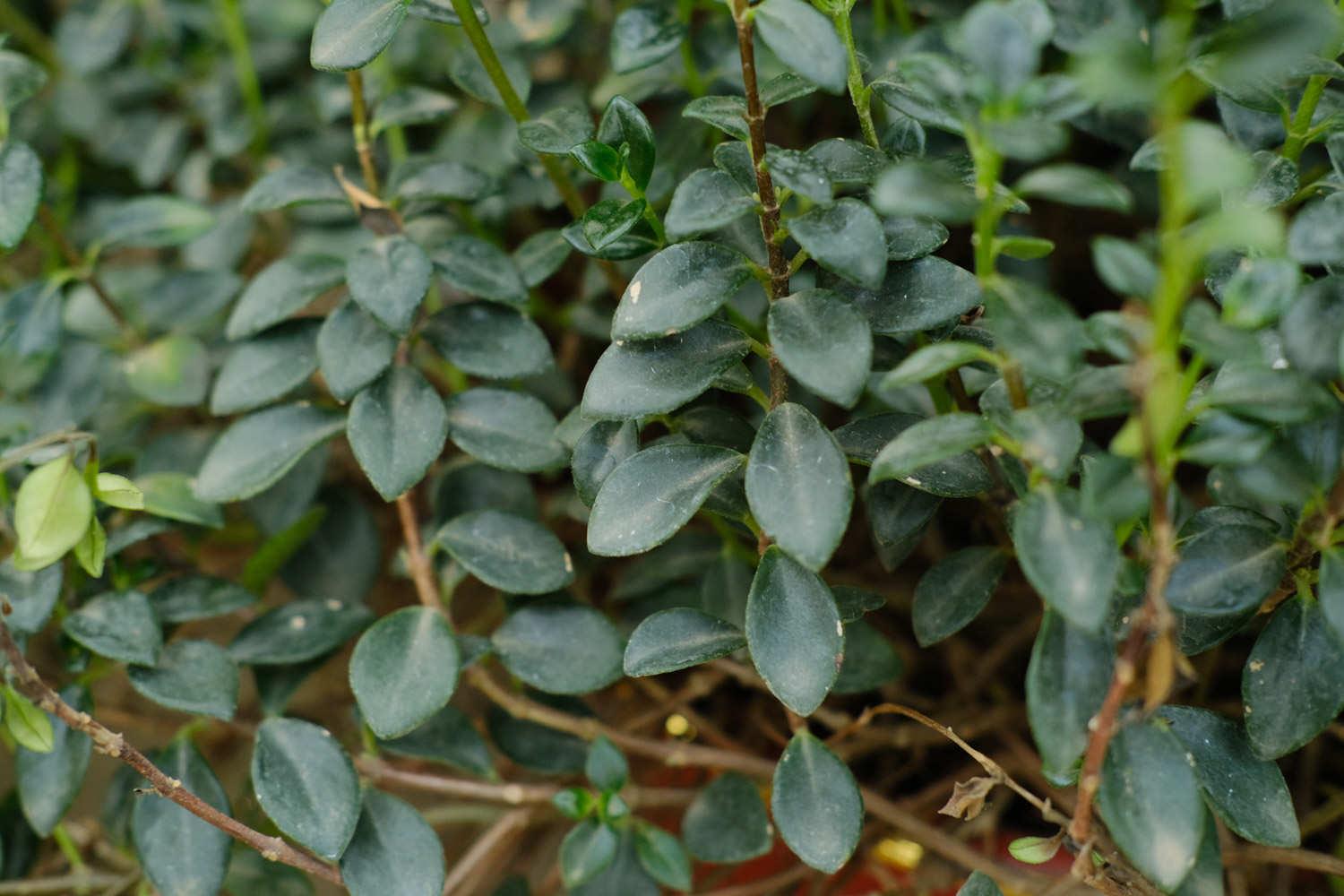 金鱼吊兰 金鱼吊兰