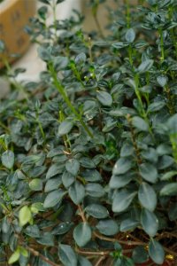 ​金鱼吊兰什么时候开花