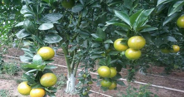 皇帝柑,甜橙又被称为皇帝柑图4