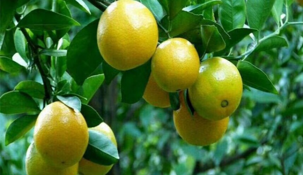 皇帝柑,甜橙又被称为皇帝柑图3