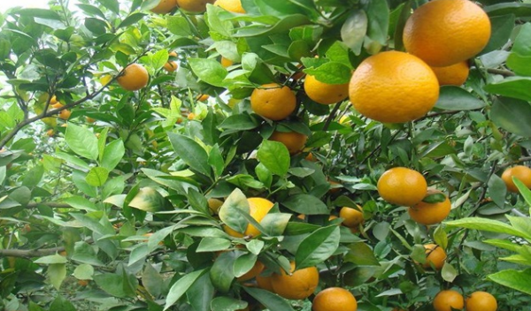 皇帝柑,甜橙又被称为皇帝柑图5