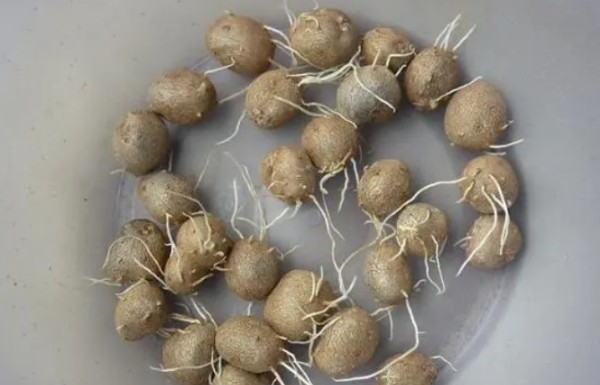 山药豆发芽能吃,山药豆生了芽子还能吃吗图4